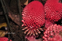 Balanophora fungosa subsp. indica